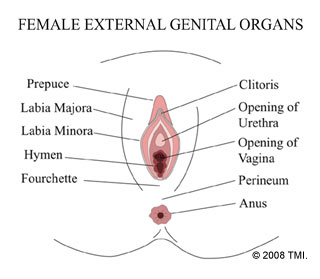 Female Cosmetic Genital Surgery Definitions 