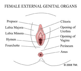 Female Cosmetic Genital Surgery Definitions Female Cosmetic Genital Surgery Definitions